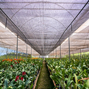 Tela Sombreamento 35% Sombrite 2,00 x 50 metros Horta Sombra