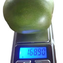 Umbu Gigante 2,5Kg