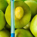 Muda de Umbu Gigante – América Dourada ENXERTADA