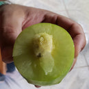 Muda de Umbu Gigante – América Dourada ENXERTADA