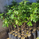 Muda de Umbu Gigante – América Dourada ENXERTADA